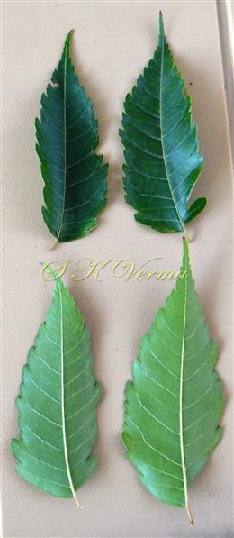  leaflets